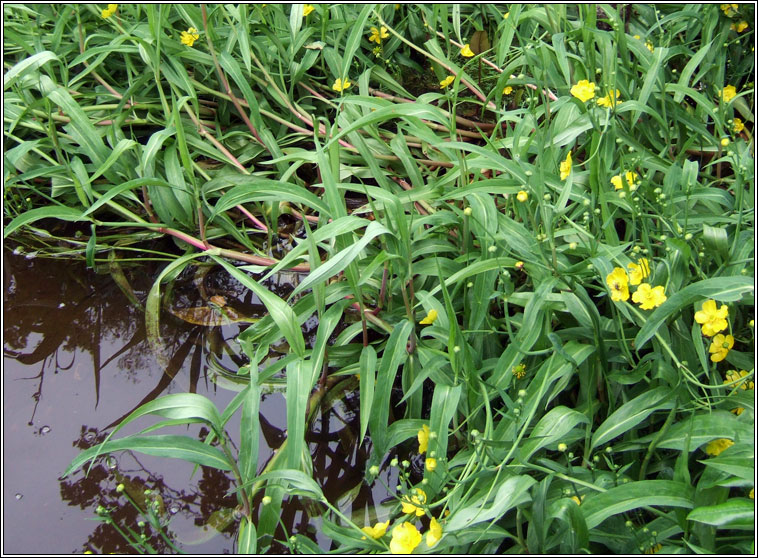 Greater Spearwort, Ranunculus lingua, Glasair lana mhr