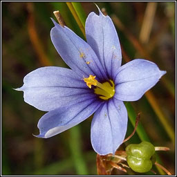 Blue-eyed-grass, Sisyrinchium bermudiana, Feilistrn gorm