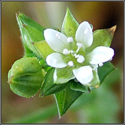 Thyme-leaved Sandwort, Arenaria serpyllifolia, Gaineamhlus tme