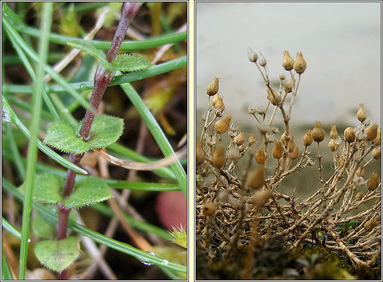 Thyme-leaved Sandwort, Arenaria serpyllifolia, Gaineamhlus tme