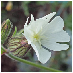 White Campion, Silene latifolia, Coiren bn