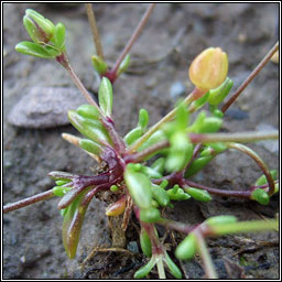 Sea Pearlwort, Sagina maritima, Mongn mara