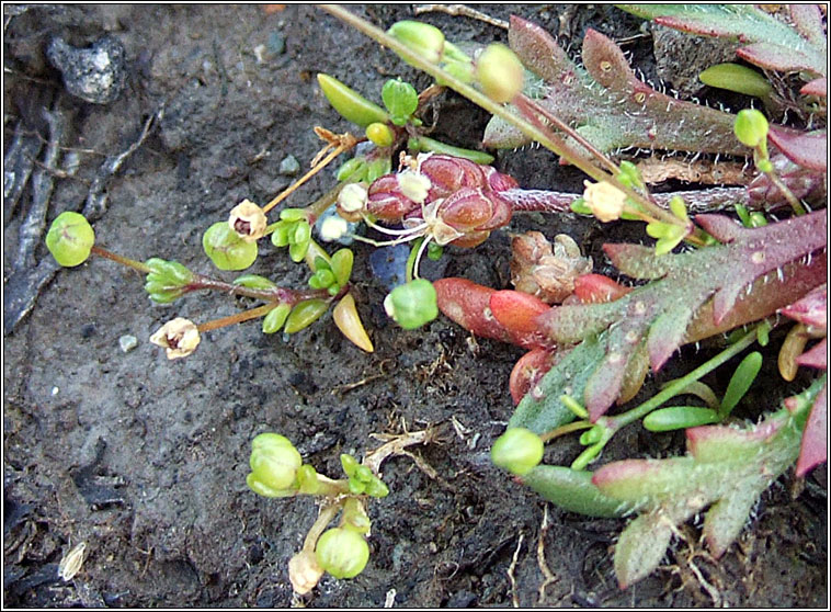 Sea Pearlwort, Sagina maritima, Mongn mara