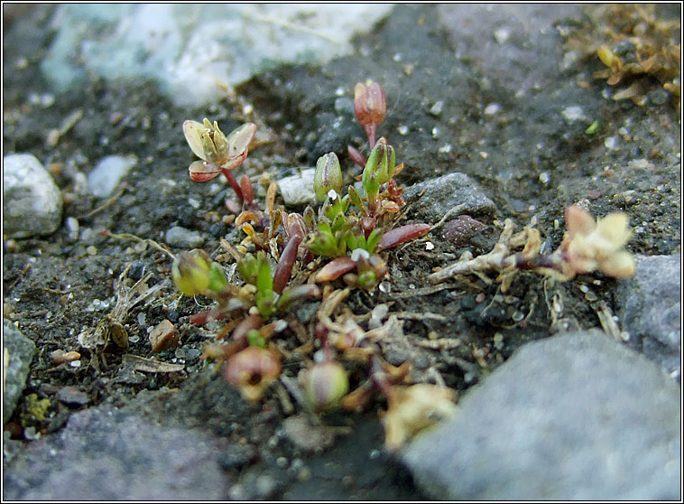 Sea Pearlwort, Sagina maritima, Mongn mara