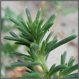Prickly Saltwort, Salsola kali, Lus an tsalainn