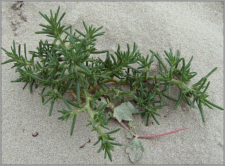 Prickly Saltwort, Salsola kali, Lus an tsalainn