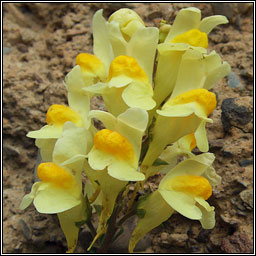 Common Toadflax, Linaria vulgaris, Buaflon