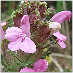 Lousewort, Pedicularis sylvatica subsp hibernica, Lus an ghiolla
