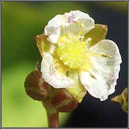 Narrow-leaved Water-plantain, Alisma lanceolatum, Corrchopg chaol