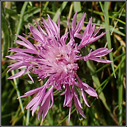 Common Knapweed, Centaurea nigra var radiata