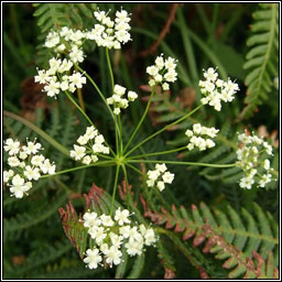 Burnet-saxifrage, Pimpinella saxifraga, Ains fhiin