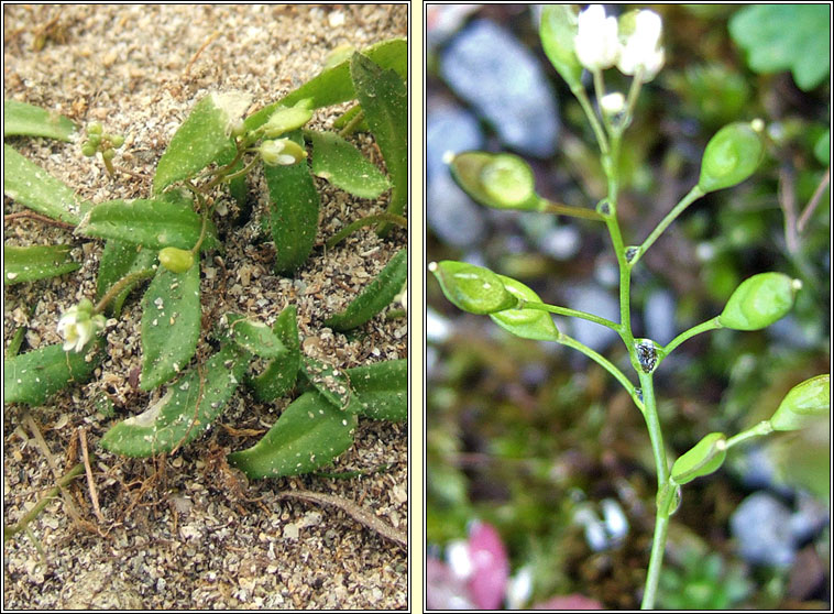 Common Whitlowgrass, Erophila verna agg, Bosn anagair