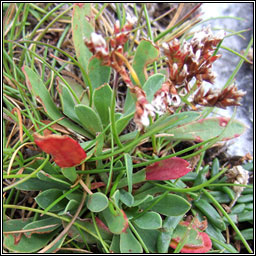 Western Sea-lavender, Limonium recurvum subsp. pseudotranswallianum