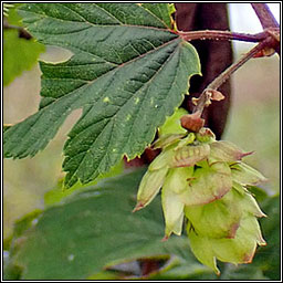 Hop, Humulus lupulus, Hopa