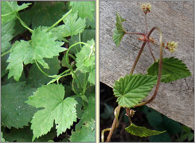 Hop, Humulus lupulus, Hopa