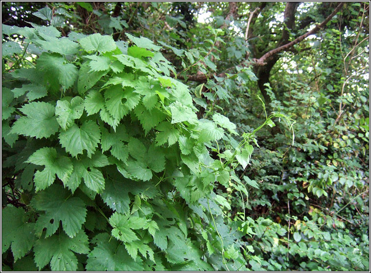 Hop, Humulus lupulus, Hopa