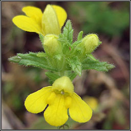 Yellow Bartsia, Parentucellia viscosa, Hocas tae bu