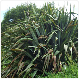 New Zealand Flax, Phormium tenax, Lon na Nua-Shalainne