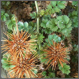 Bronze Pirri-pirri-bur, Acaena anserinifolia