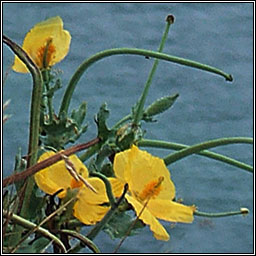 Yellow Horned-poppy, Glaucium flavum, Caillichn na tr