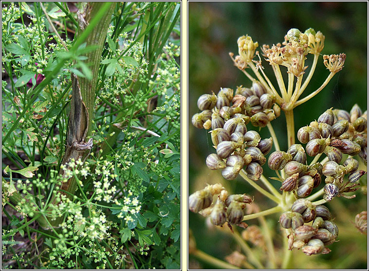 Garden Parsley, Petroselinum crispum, Peirsil gharra