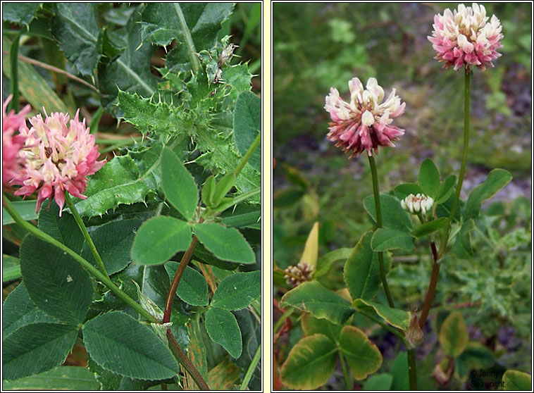 Alsike Clover, Trifolium hybridum, Seamair lochlannach
