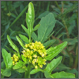 Marsh Yellow-cress, Rorippa palustris, Biolar bu corraigh