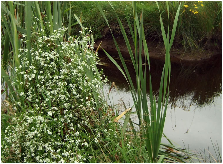 Great Marsh-bedstraw, Galium palustre subsp elongatum