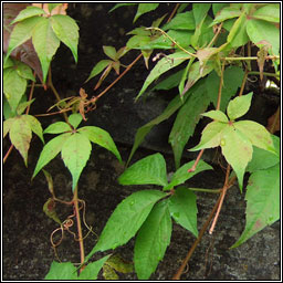 Virginia Creeper, Parthenocissus quinquefolia, Athair