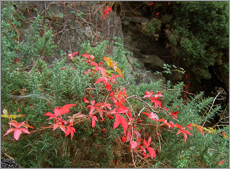 Virginia Creeper, Parthenocissus quinquefolia, Athair
