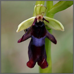 Fly Orchid<, Ophrys insectifera, Magairln na gcuileanna