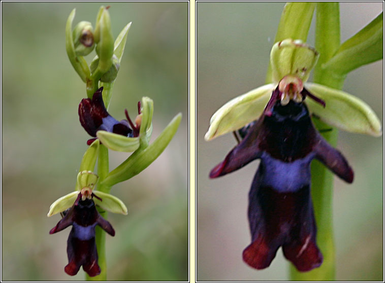 Fly Orchid<, Ophrys insectifera, Magairln na gcuileanna