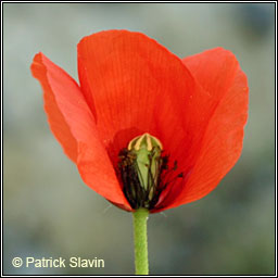 Long-headed Poppy, Papaver dubium, Cailleach fhada