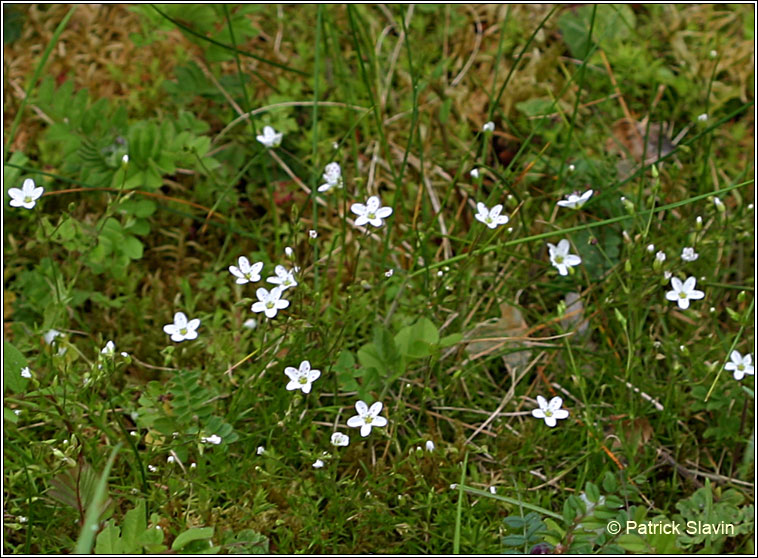 Spring Sandwort, Minuartia verna, Gaineamhlus earraigh