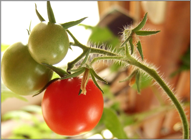 Tomato, Solanum lycopersicum, Trta