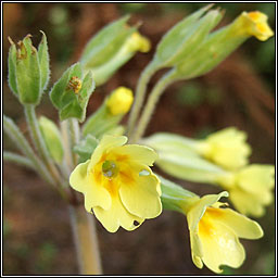 False Oxlip, Primula x polyantha