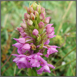 Chalk Fragrant-orchid, Gymnadenia conopsea, Lus taghla