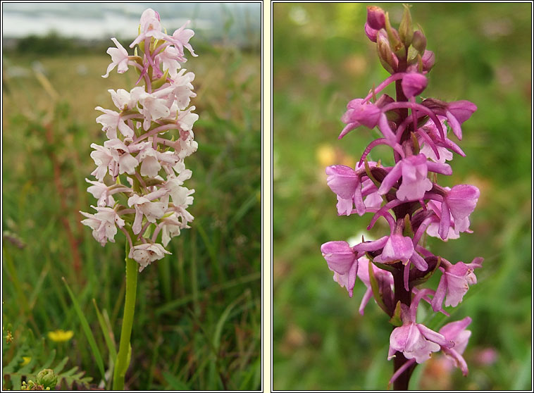 Chalk Fragrant-orchid, Gymnadenia conopsea, Lus taghla