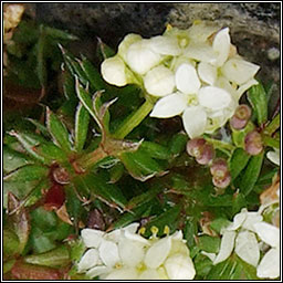 Limestone Bedstraw, Galium sterneri, R beag