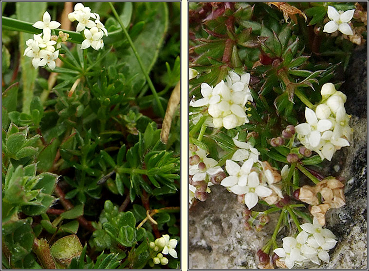 Limestone Bedstraw, Galium sterneri, R beag