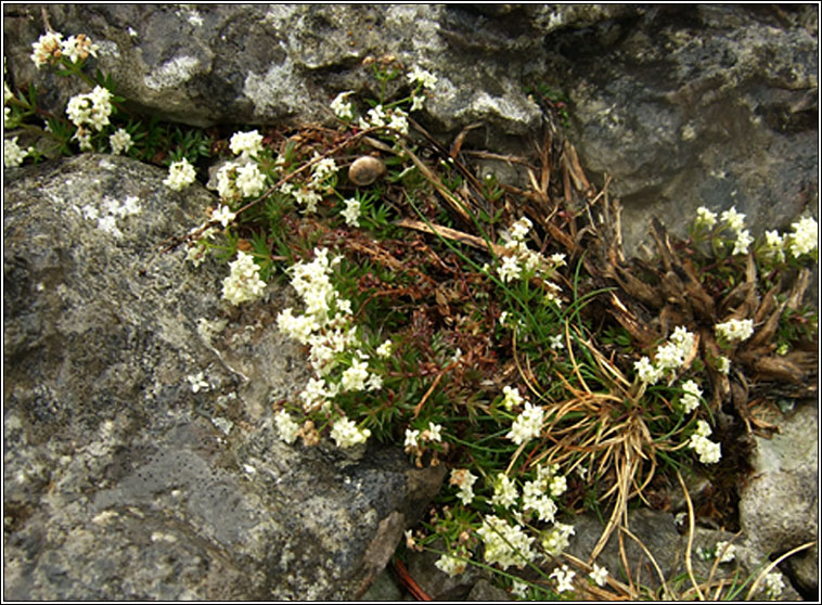 Limestone Bedstraw, Galium sterneri, R beag