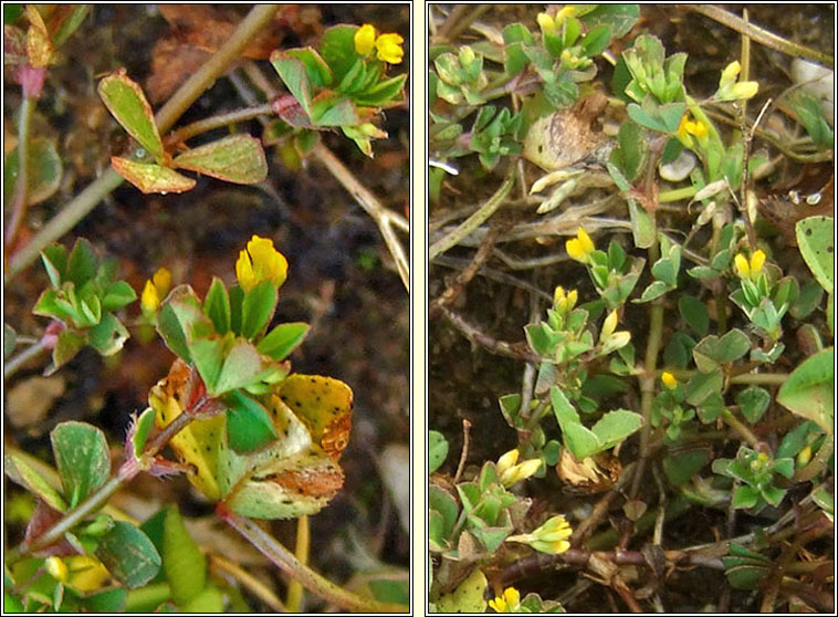 Slender Trefoil, Trifolium micranthum, Seamair bheag