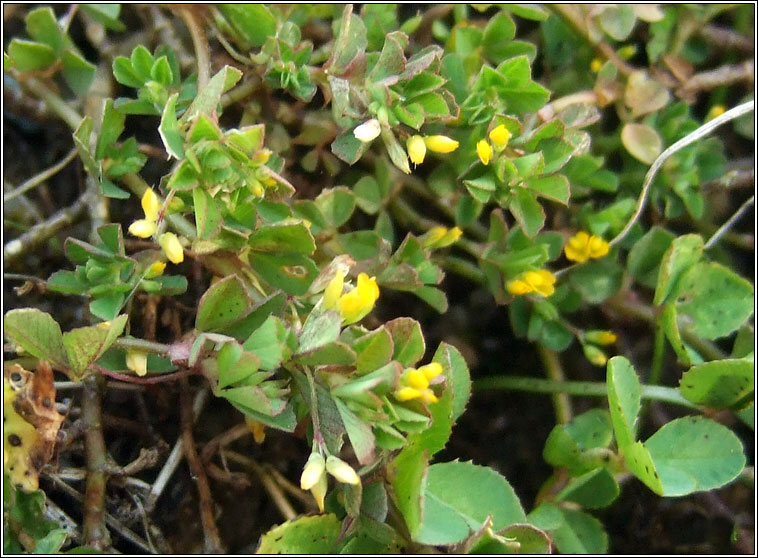 Slender Trefoil, Trifolium micranthum, Seamair bheag