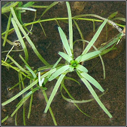 Intermediate Water-starwort, Callitriche brutia subsp hamulata, Riltn menach