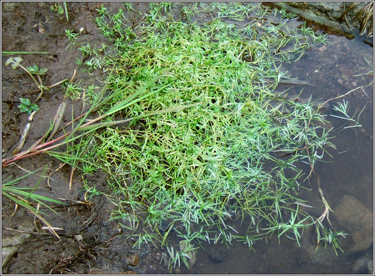 Intermediate Water-starwort, Callitriche brutia subsp hamulata, Riltn menach