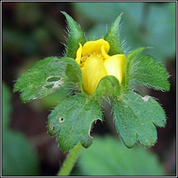 Yellow-flowered Strawberry, Potentilla indica