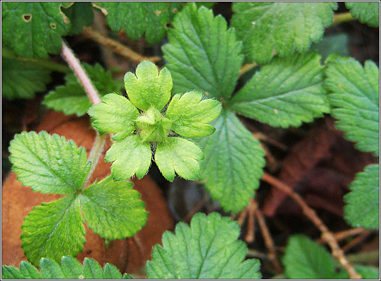 Yellow-flowered Strawberry, Potentilla indica