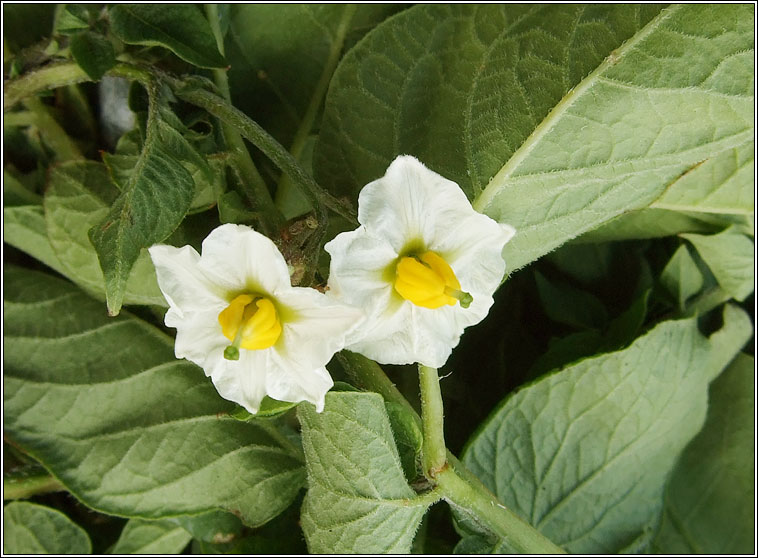 Potato, Solanum tuberosum, Prta