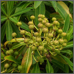 Canary Spurge, Euphorbia mellifera