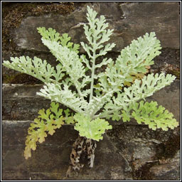 Jacobaea x albescens, Silver Ragwort x Common Ragwort